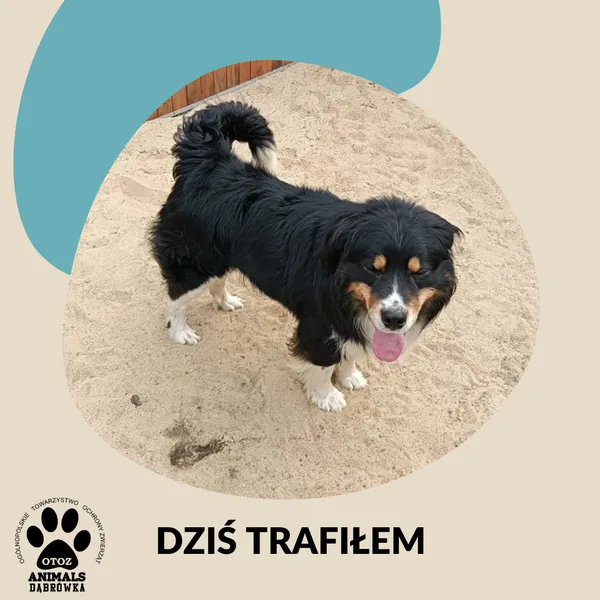 Znaleziono psa, Dąbrówka, 18 kwietnia 2026