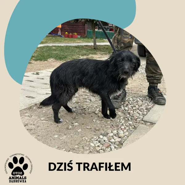 Znaleziono psa, Dąbrówka, 18 kwietnia 2026