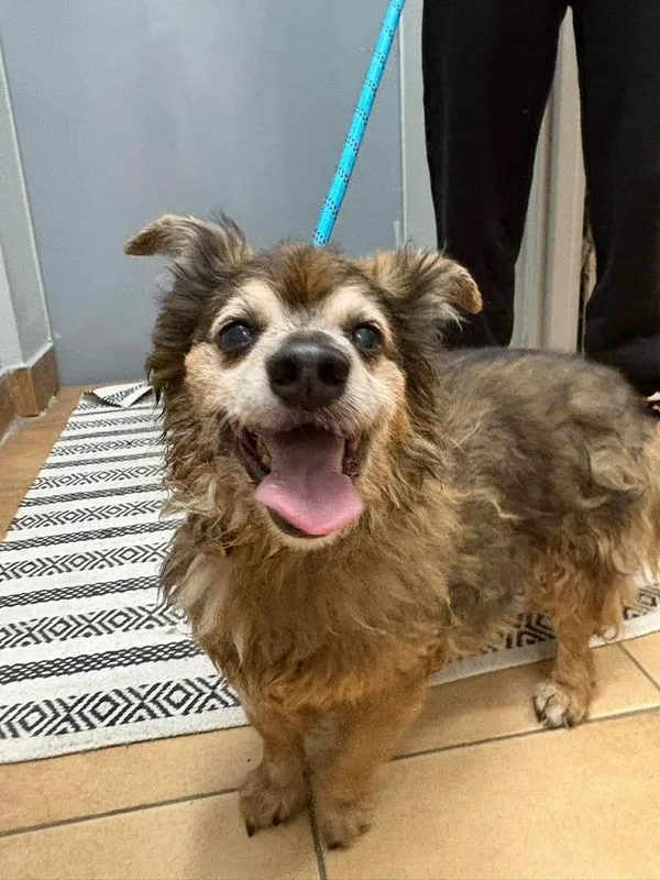 Znaleziono psa, Sosnowiec, 18 kwietnia 2026