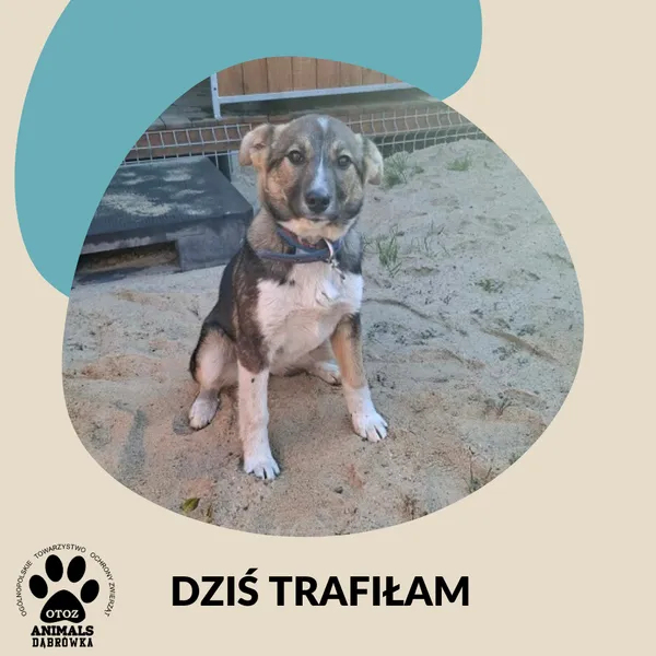 Znaleziono psa, Dąbrówka, 15 kwietnia 2026