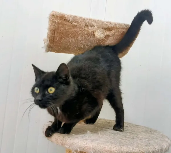 Znaleziono kota, Pieckowo, 14 kwietnia 2026