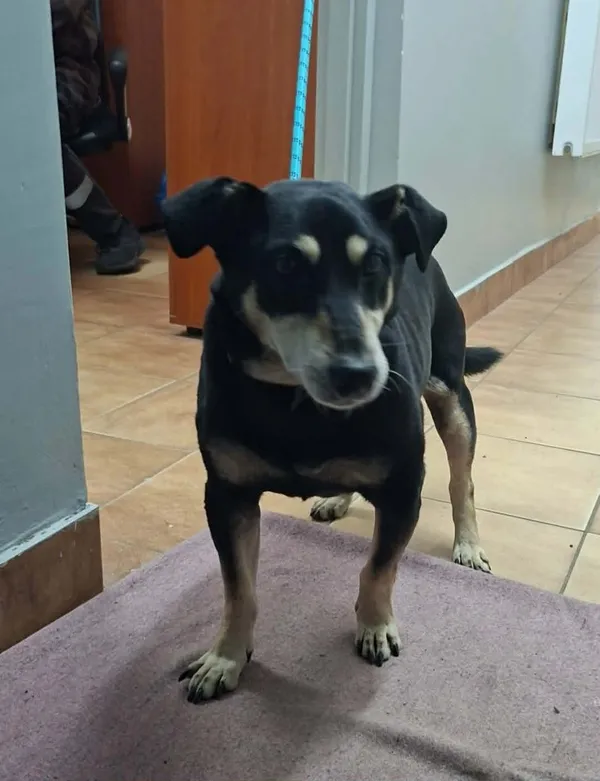 Znaleziono psa, Sosnowiec, 14 kwietnia 2026 (1/2)