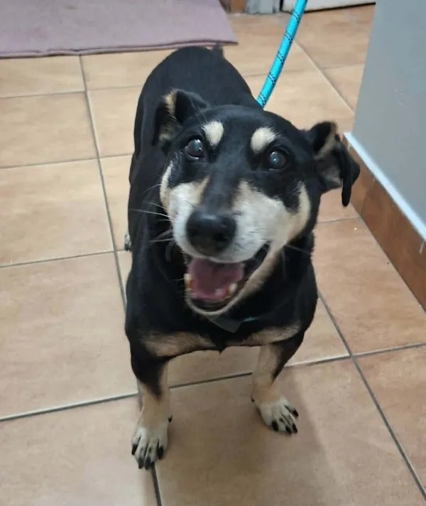 Znaleziono psa, Sosnowiec, 14 kwietnia 2026 (2/2)