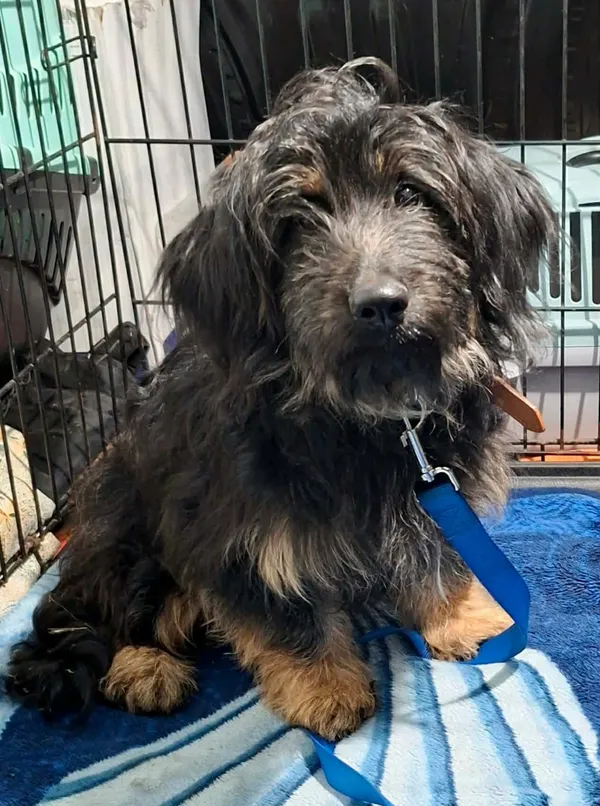 Znaleziono psa, Sosnowiec, 14 kwietnia 2026