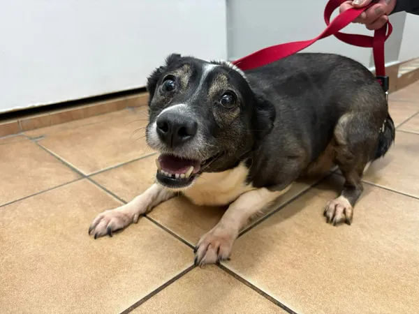 Znaleziono psa, Sosnowiec, 14 kwietnia 2026