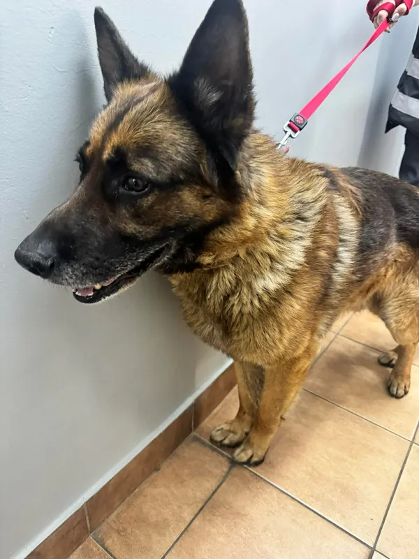 Znaleziono psa, Sosnowiec, 14 kwietnia 2026