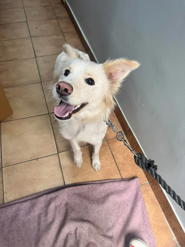 Znaleziono psa, Sosnowiec, 14 kwietnia 2026 (1/2)