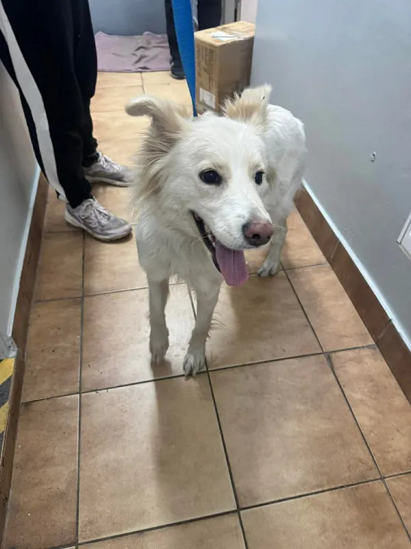 Znaleziono psa, Sosnowiec, 14 kwietnia 2026 (2/2)