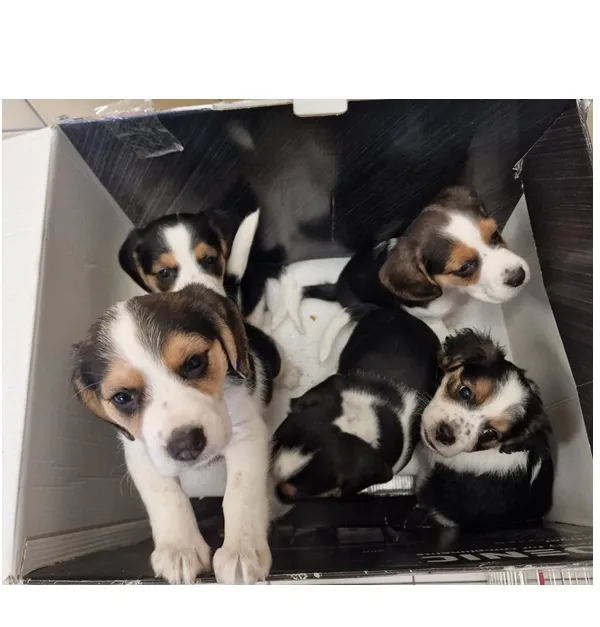 Znaleziono psa, Wrocław, 20 kwietnia 2026