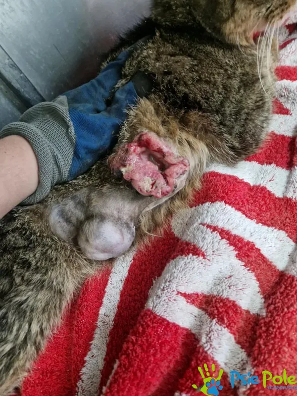 Znaleziono kota, Racławice, 19 kwietnia 2026 (2/2)