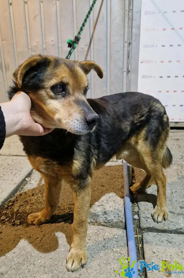 Znaleziono psa, Racławice, 15 kwietnia 2026 (1/2)