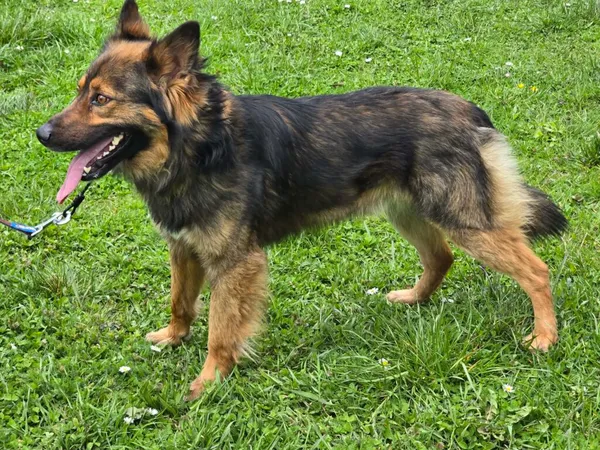 Pies do adopcji, Ropczyce, 20 kwietnia 2026