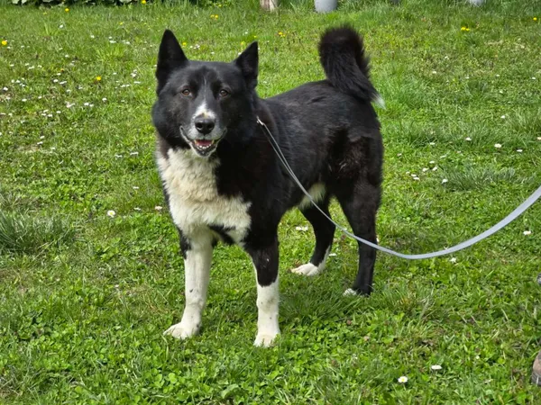 Pies do adopcji, Ropczyce, 20 kwietnia 2026