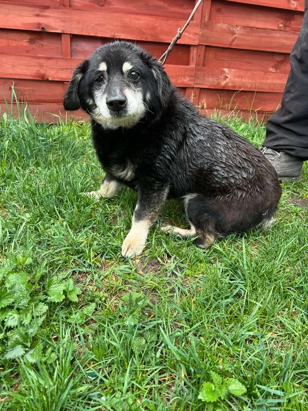 Znaleziono psa, Czartki, 20 kwietnia 2026