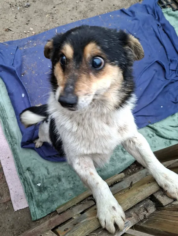 Pies do adopcji, Radom, 20 kwietnia 2026