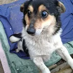 Pies do adopcji