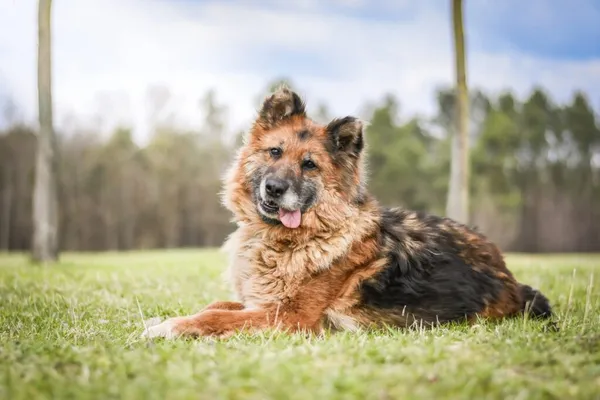 Pies do adopcji, Radom, 20 kwietnia 2026 (1/5)