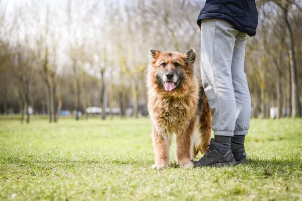 Pies do adopcji, Radom, 20 kwietnia 2026 (4/5)