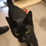 Kot do adopcji