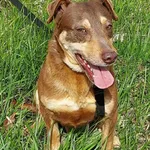 Pies do adopcji