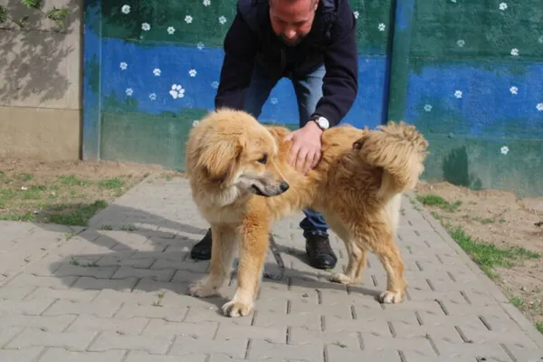 Pies do adopcji, Nowy Dwór Mazowiecki, 20 kwietnia 2026 (2/4)