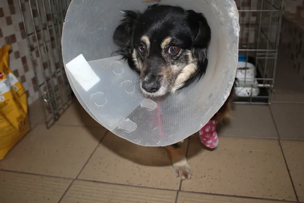 Znaleziono psa, Ciosny, 19 kwietnia 2026