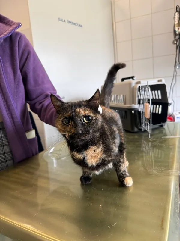 Znaleziono kota, Lublin, 19 kwietnia 2026