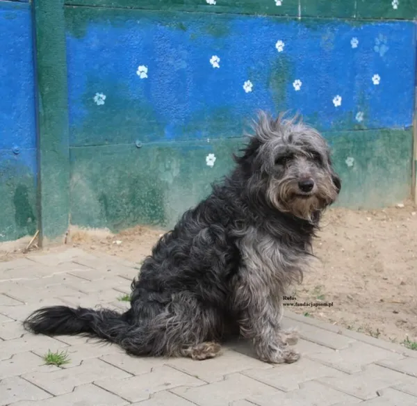 Pies do adopcji, Nowy Dwór Mazowiecki, 21 kwietnia 2026 (4/5)