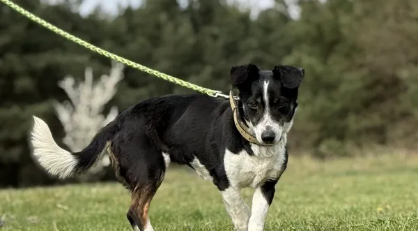 Pies do adopcji, Pieczyska, 21 kwietnia 2026 (1/5)