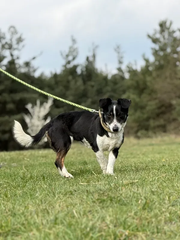 Pies do adopcji, Pieczyska, 21 kwietnia 2026 (5/5)