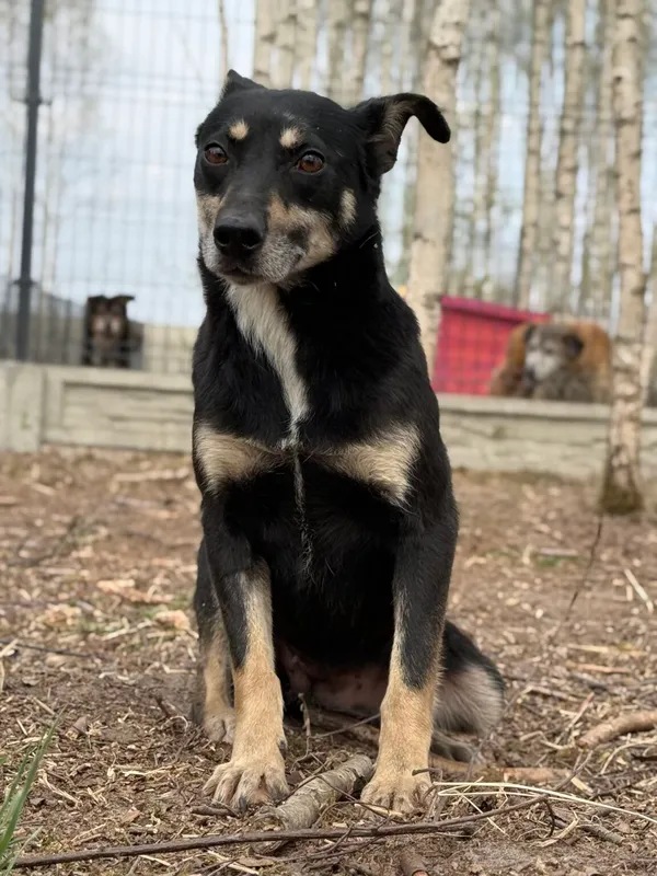 Pies do adopcji, Pieczyska, 21 kwietnia 2026 (2/4)