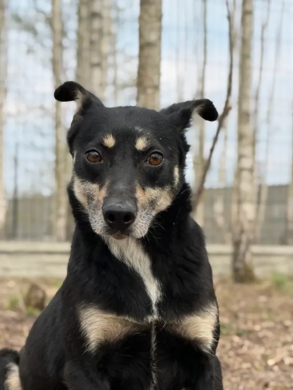 Pies do adopcji, Pieczyska, 21 kwietnia 2026 (3/4)