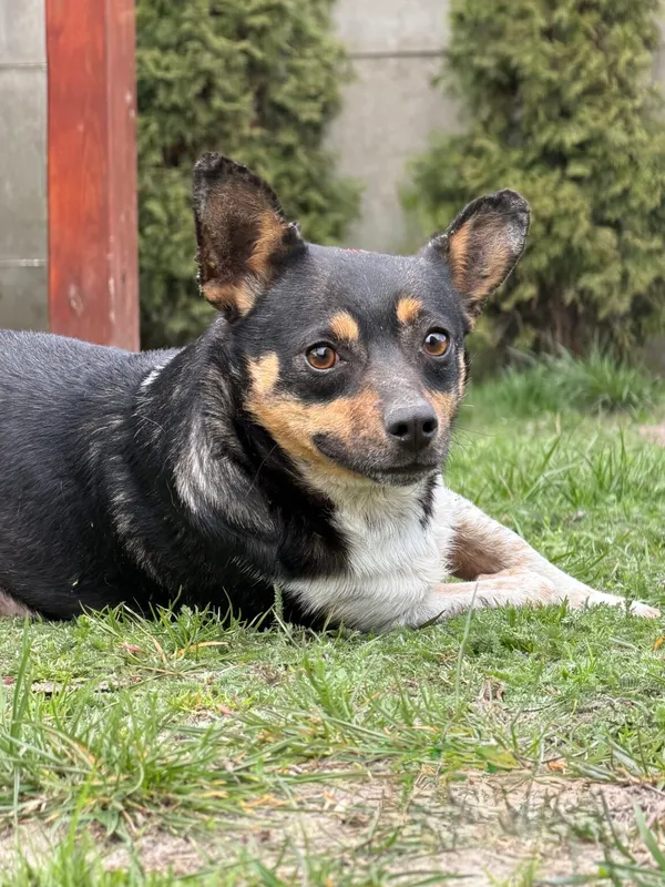 Pies do adopcji, Pieczyska, 21 kwietnia 2026 (2/3)