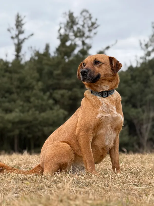 Pies do adopcji, Pieczyska, 21 kwietnia 2026 (4/5)