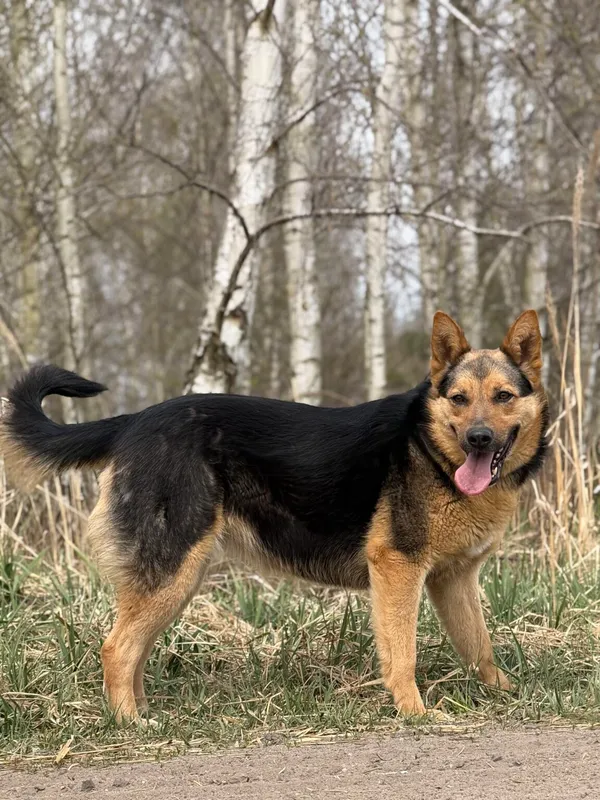 Pies do adopcji, Pieczyska, 21 kwietnia 2026 (2/5)