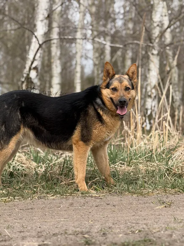 Pies do adopcji, Pieczyska, 21 kwietnia 2026 (4/5)