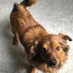 Pies do adopcji