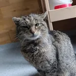 Kot do adopcji