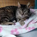 Kot do adopcji