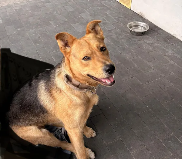 Zaginął pies, Strzałków, 21 kwietnia 2026 (1/2)