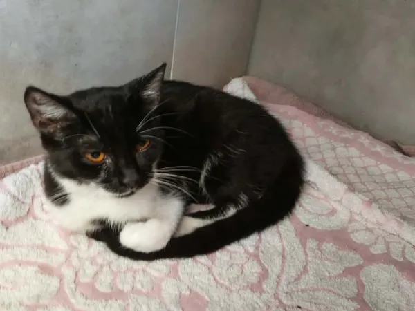 Znaleziono kota, Sosnowiec, 18 kwietnia 2026