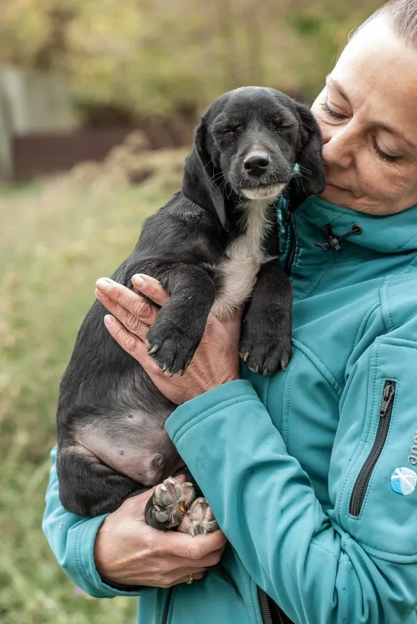 Pies do adopcji, Orzechowce, 19 kwietnia 2026