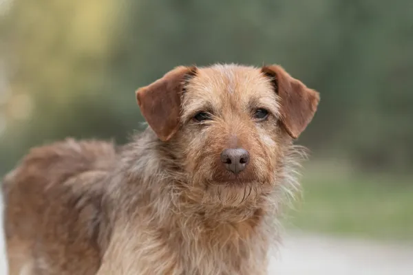 Pies do adopcji, Nowodwór, 21 kwietnia 2026 (1/5)