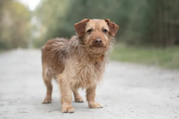 Pies do adopcji, Nowodwór, 21 kwietnia 2026 (3/5)