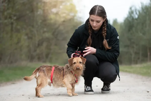 Pies do adopcji, Nowodwór, 21 kwietnia 2026 (5/5)