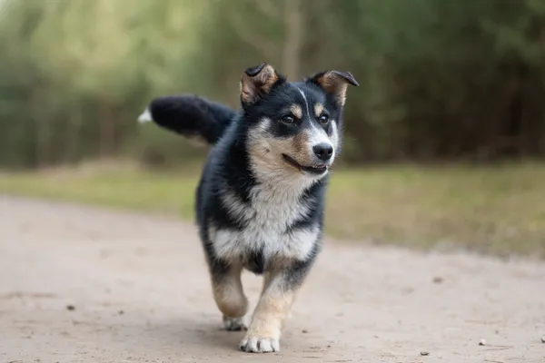 Pies do adopcji, Nowodwór, 21 kwietnia 2026 (2/5)