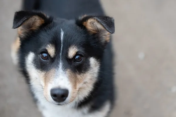 Pies do adopcji, Nowodwór, 21 kwietnia 2026 (4/5)