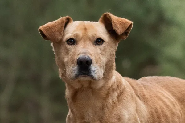 Pies do adopcji, Nowodwór, 21 kwietnia 2026 (5/5)