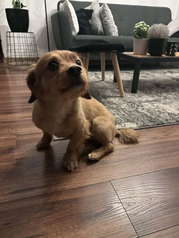 Znaleziono psa, Łódź, 21 kwietnia 2026