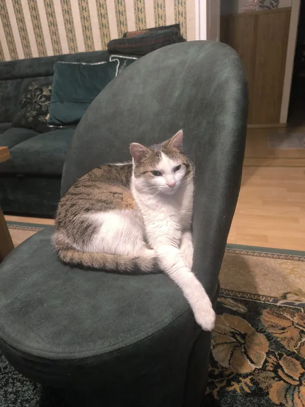 Zaginął kot, Odolanów, 22 kwietnia 2026 (1/3)